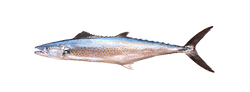 Pacific Sierra
